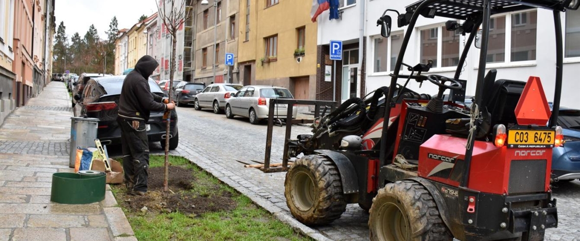 V Písku vysazují zahradníci nové stromy