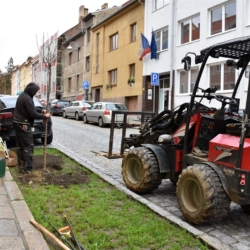 V Písku vysazují zahradníci nové stromy