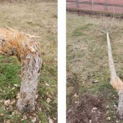 Písek, Lidská hloupost nezná mezí. Vandal zničil strom, který vysadily děti