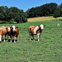 Výsledky chovu skotu v Jihočeském kraji v roce 2023