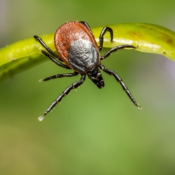 Biologické centrum Akademie věd ČR