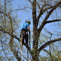 Arboristé ošetřují stromy v parku na Mírovém náměstí v Písku