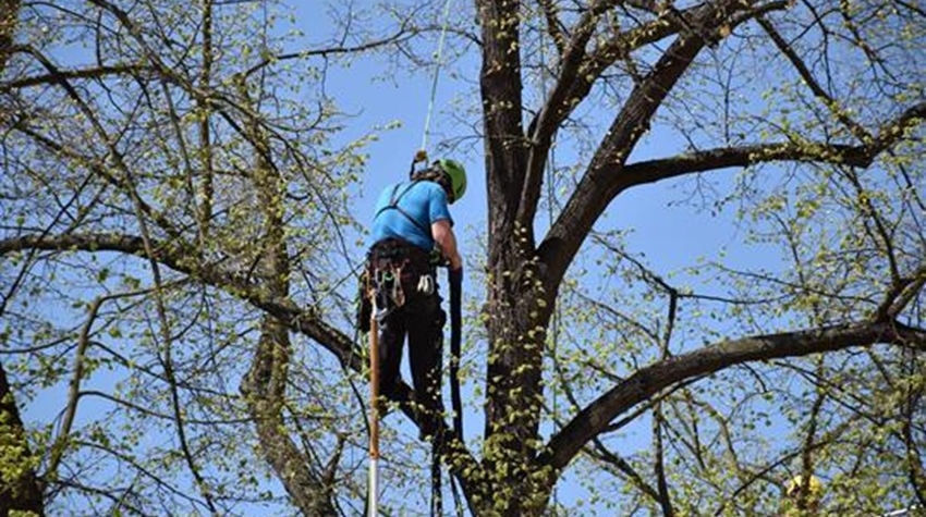 Arboristé ošetřují stromy v parku na Mírovém náměstí v Písku